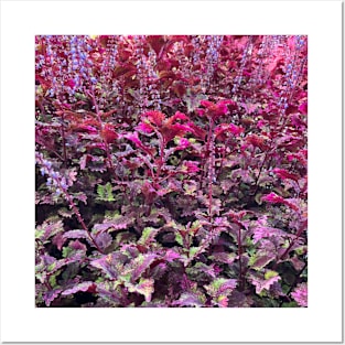 Lush Red Spinach Leaves Posters and Art